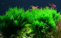 Preview: Taxiphyllum Sp. 'Flame Moss' - Flammenmoos 1-2-Grow!